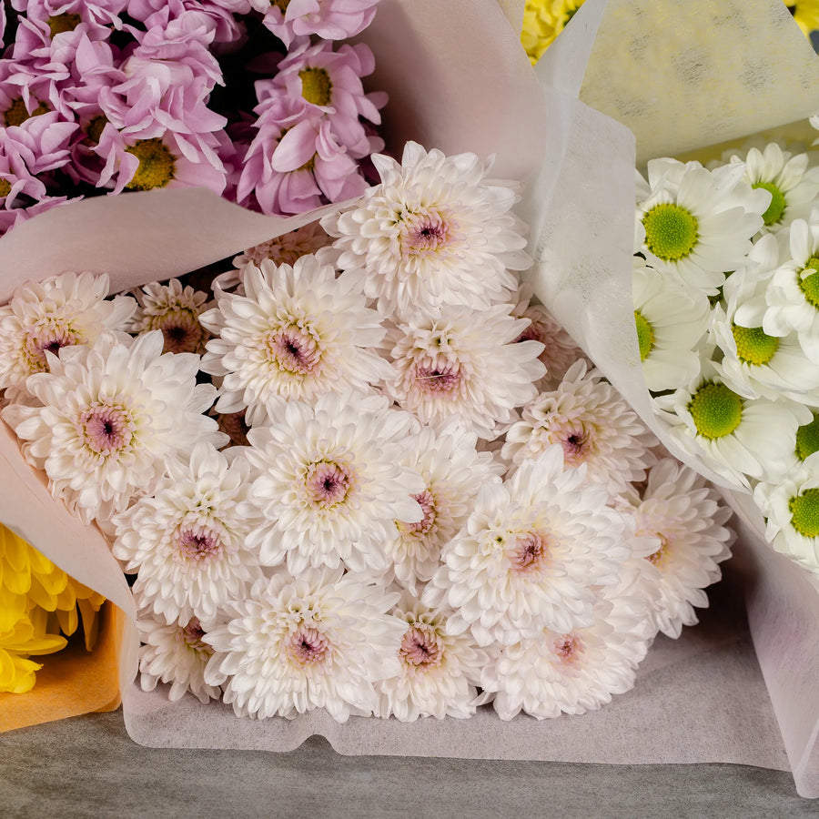 Timeless Daisy Chrysanthemums