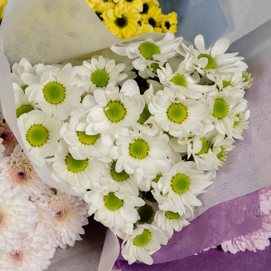 Timeless Daisy Chrysanthemums