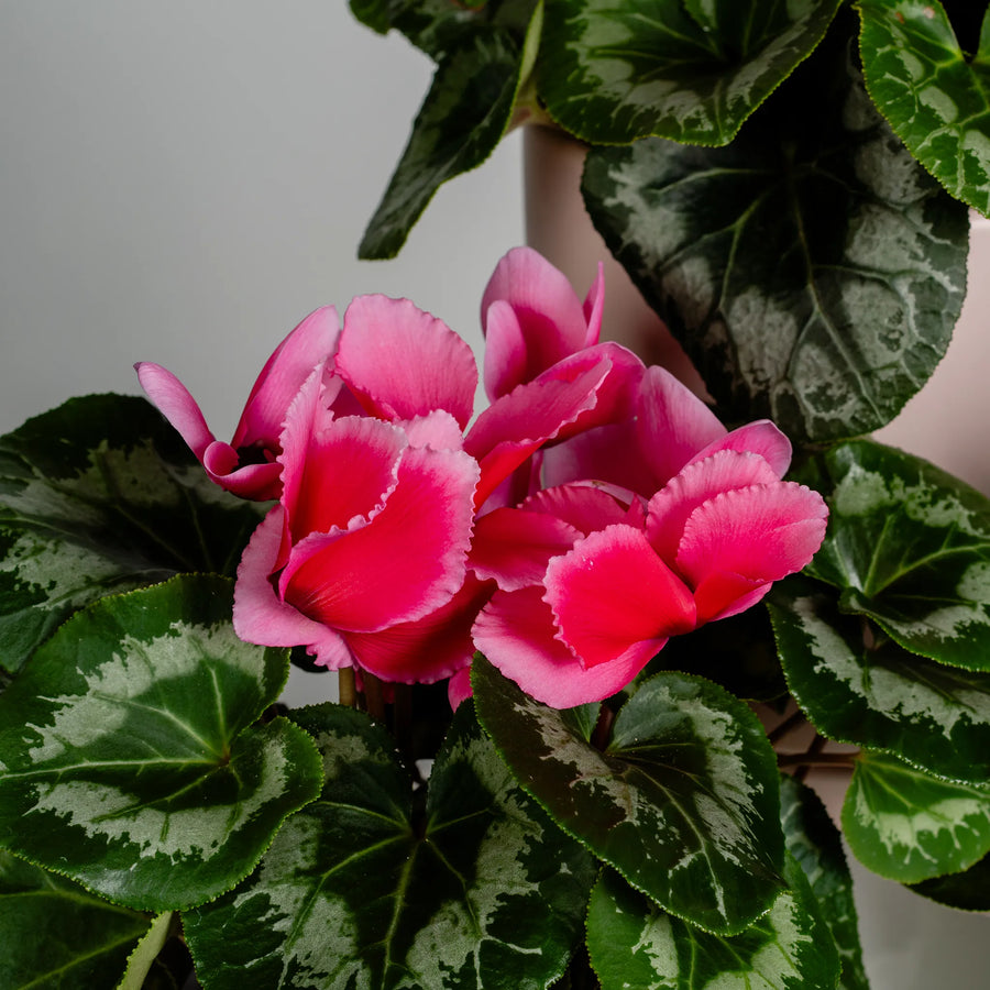 Cyclamen