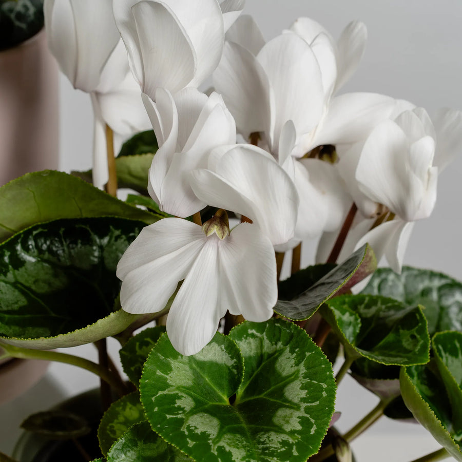 Cyclamen