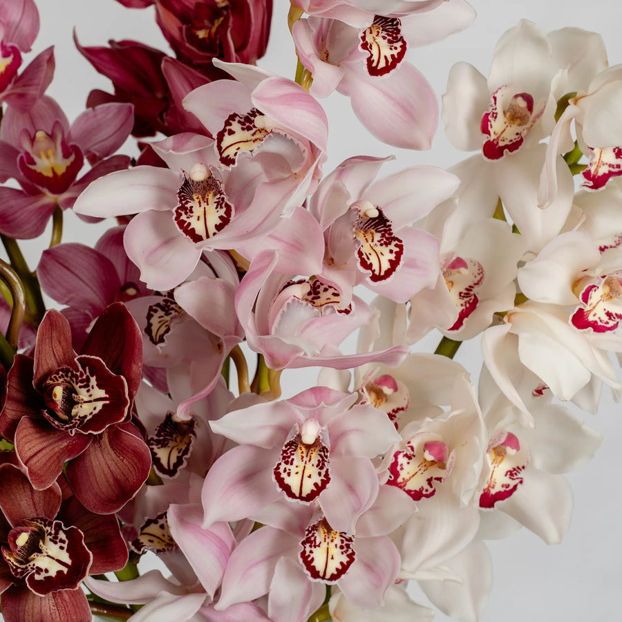 Cymbidium Orchids by the stem