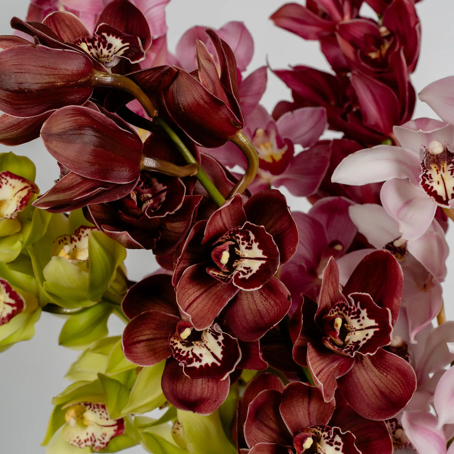 Cymbidium Orchids by the stem