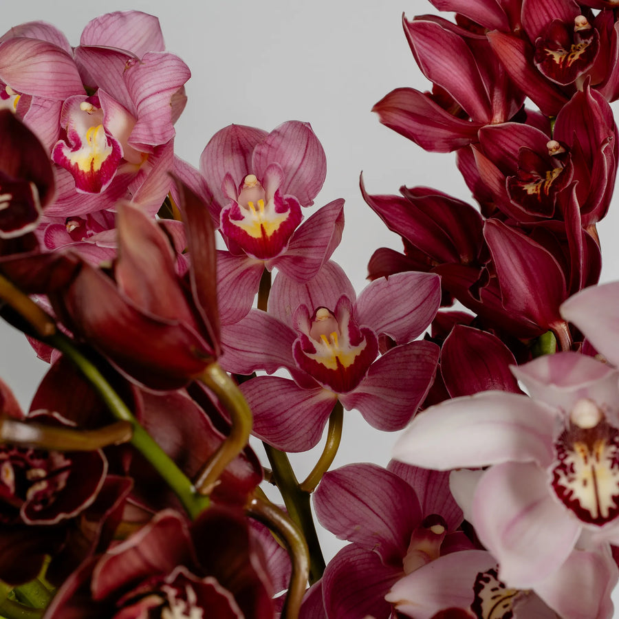 Cymbidium Orchids by the stem