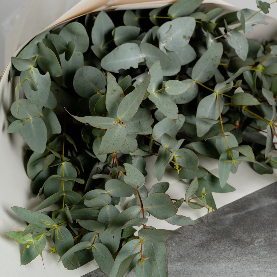 Eucalyptus