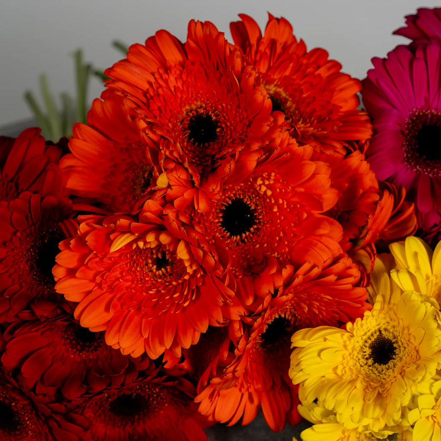Gerbera Garden