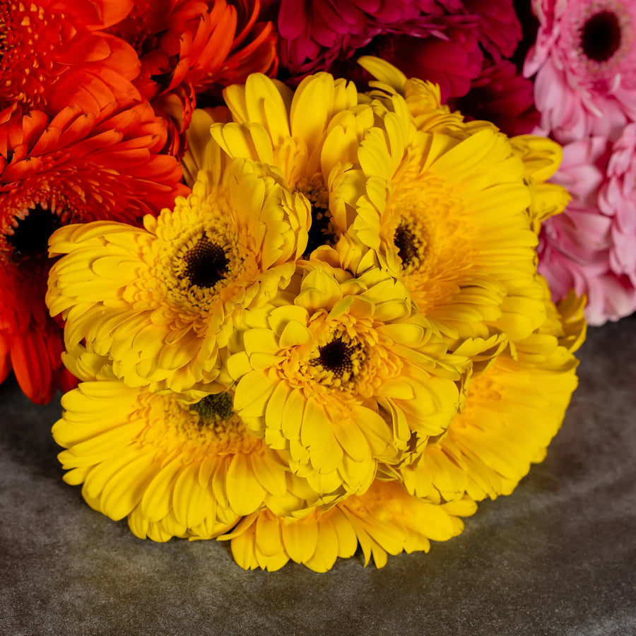 Gerbera Garden