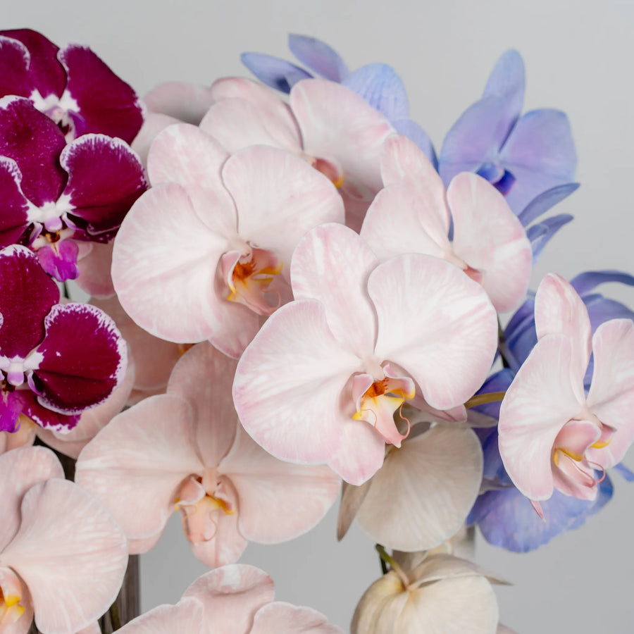 Phalaenopsis Orchids by the stem