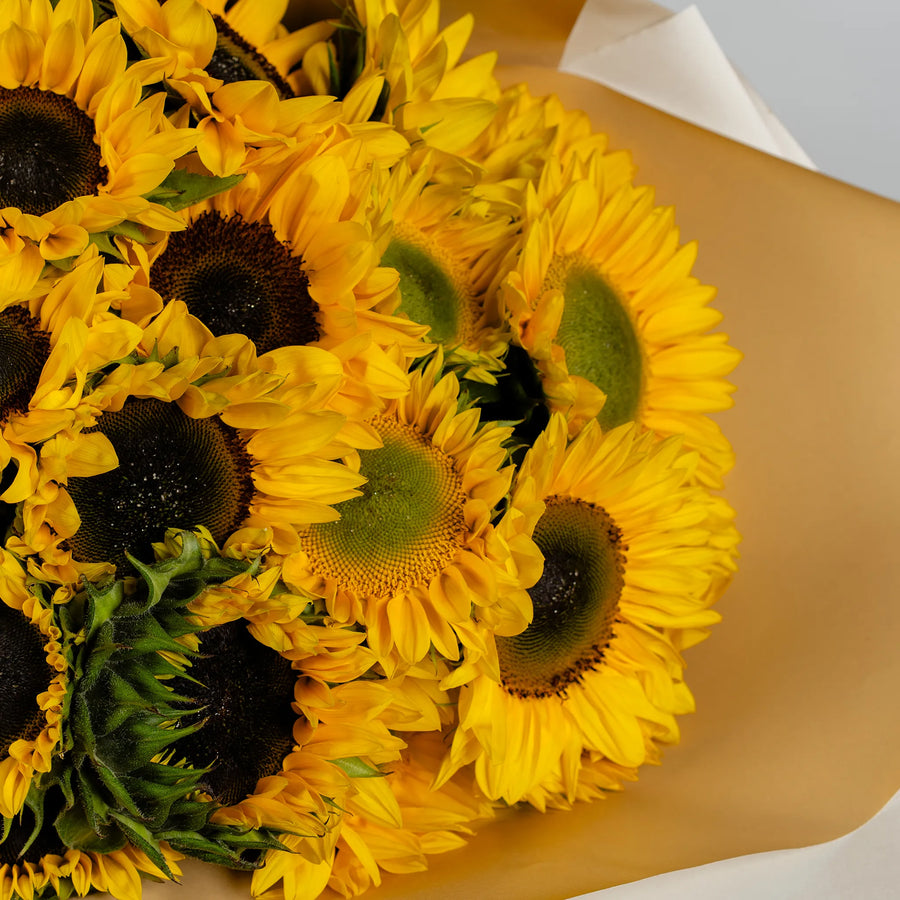 Snuggle with Sunflowers