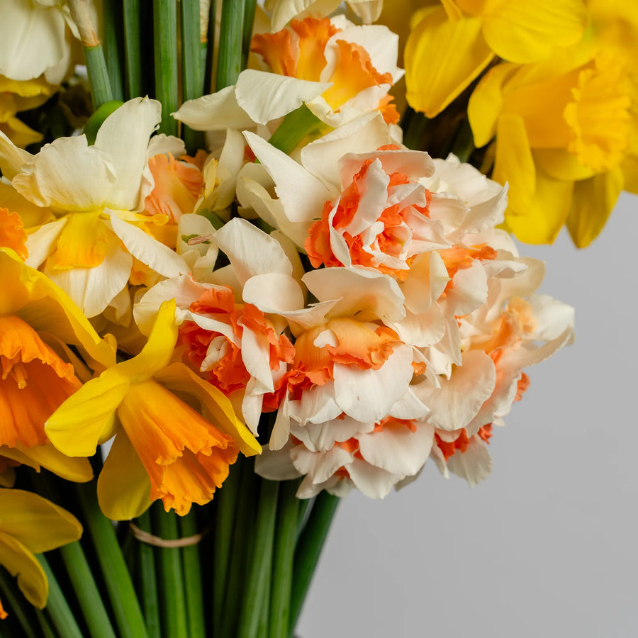 Jonquil's and Daffodil's