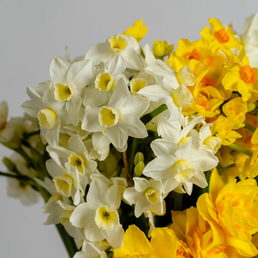 Jonquil's and Daffodil's