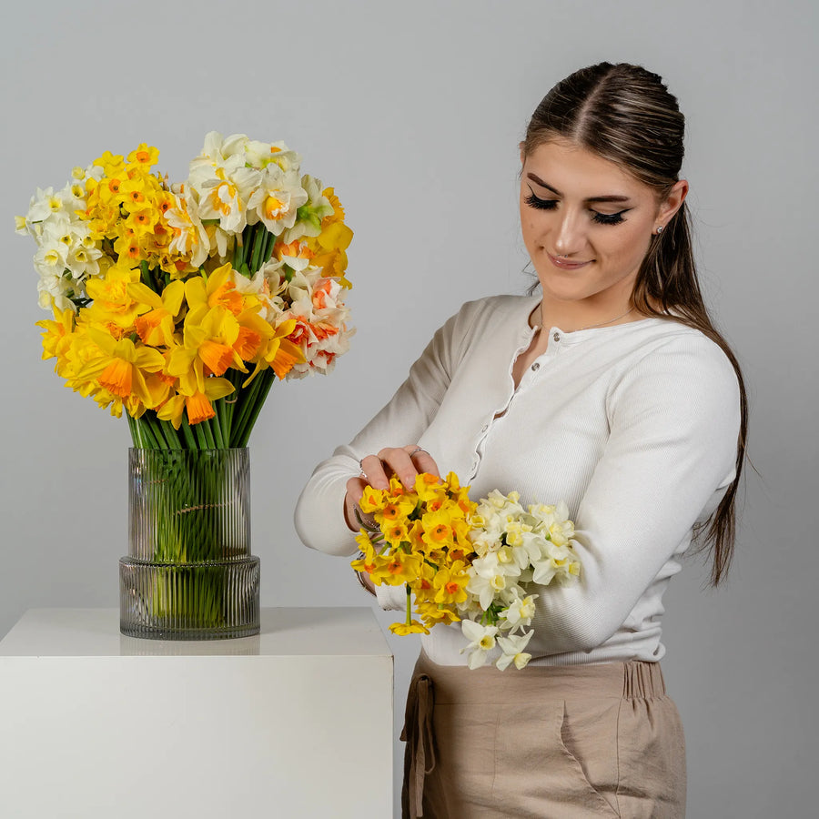 Jonquil's and Daffodil's