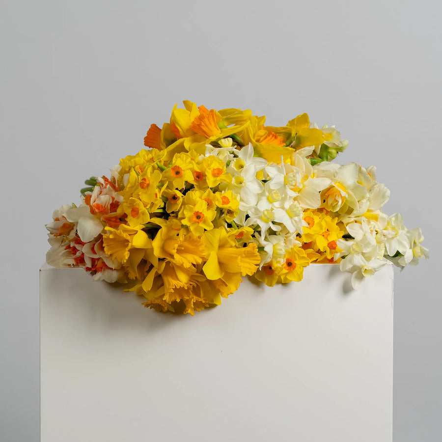 Jonquil's and Daffodil's