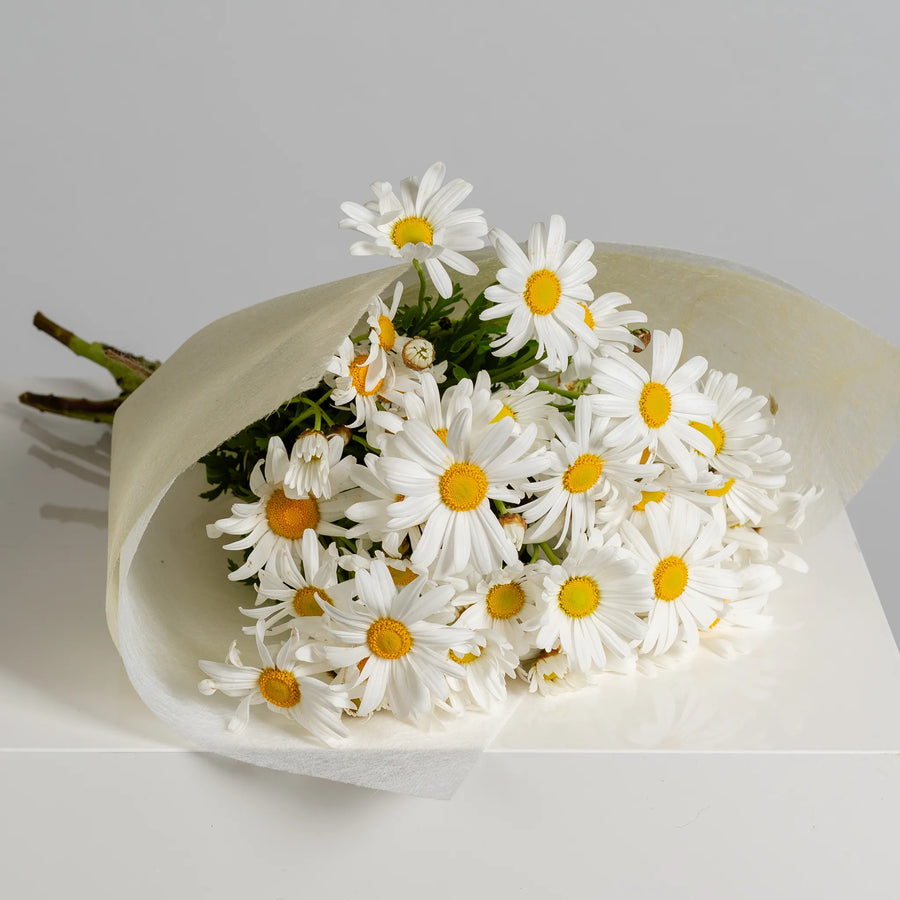 Darling Daisy