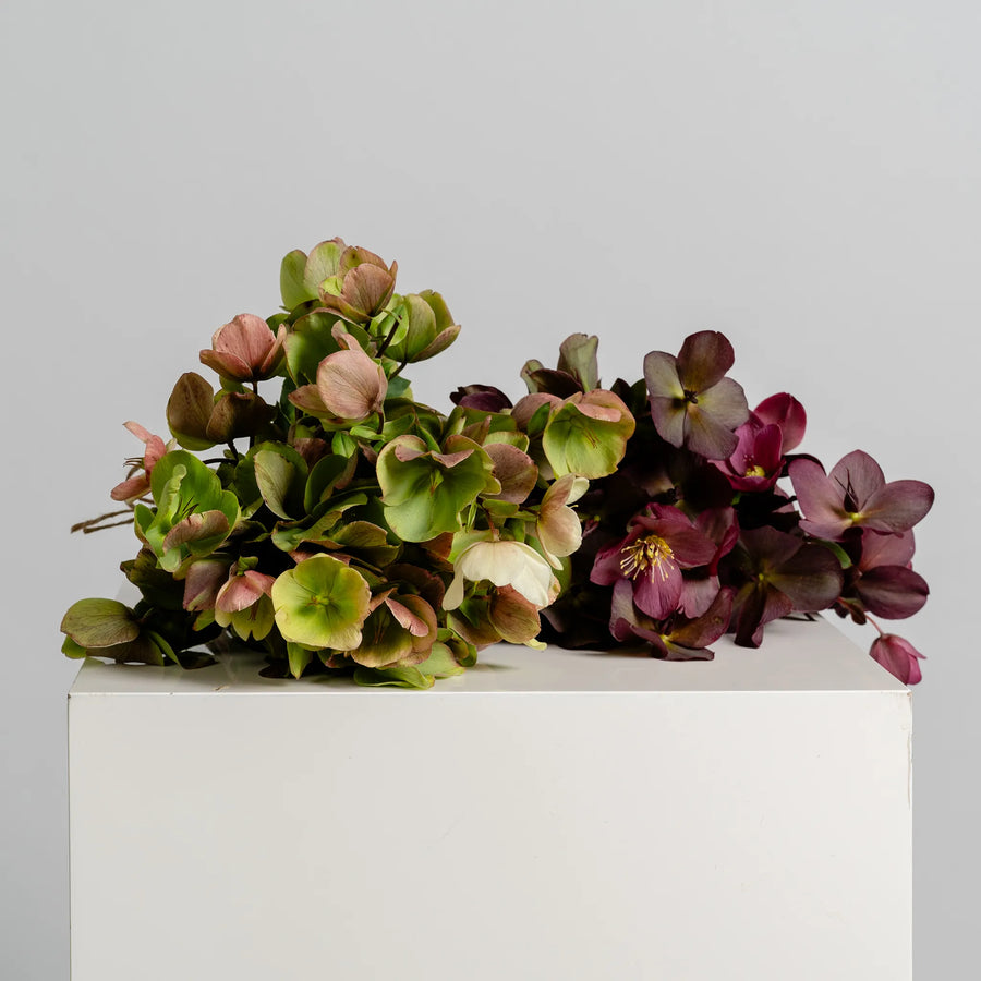 Hellebores