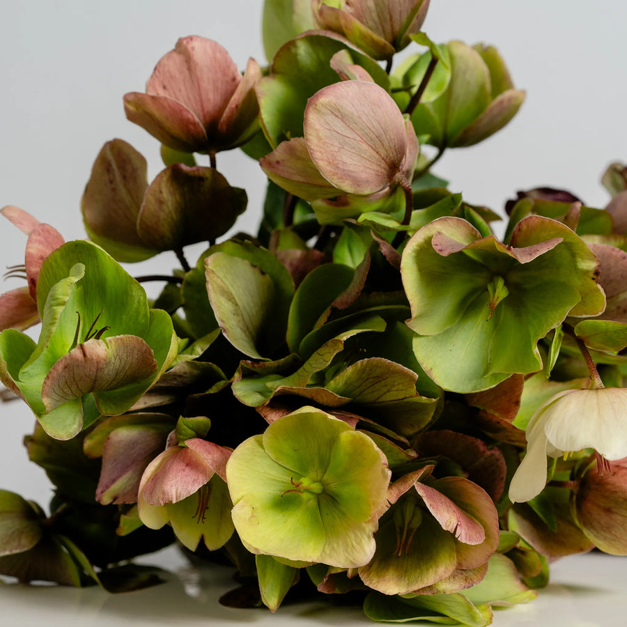 Hellebores