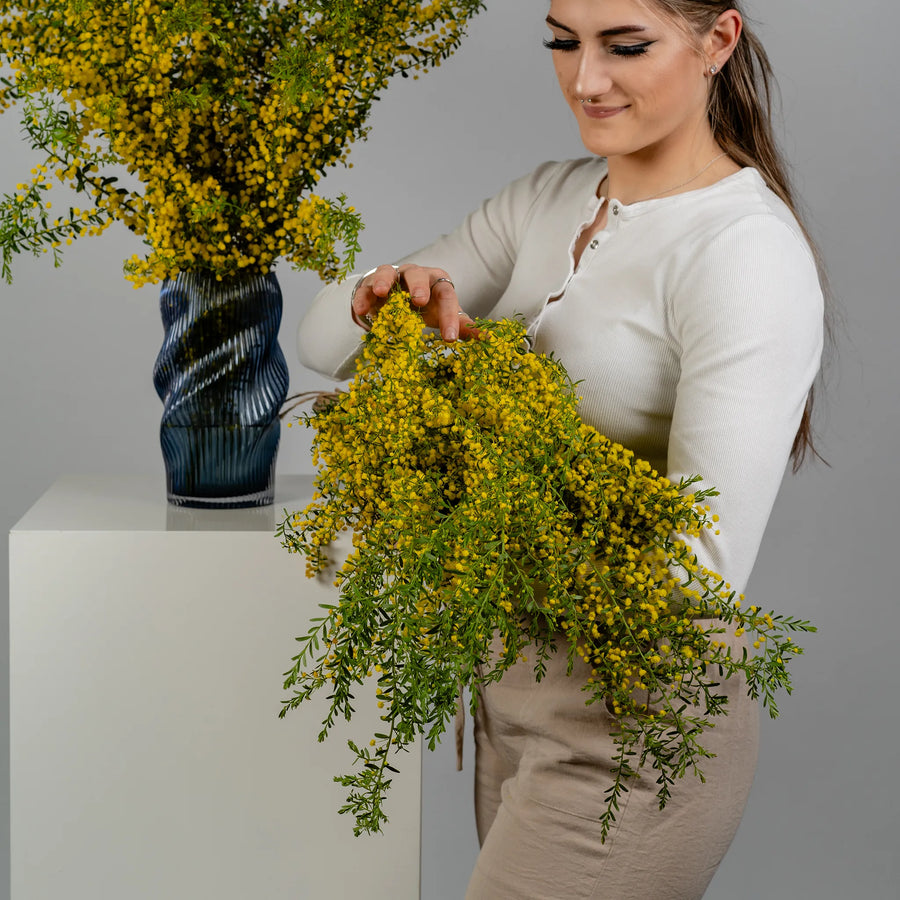 Golden Wattle