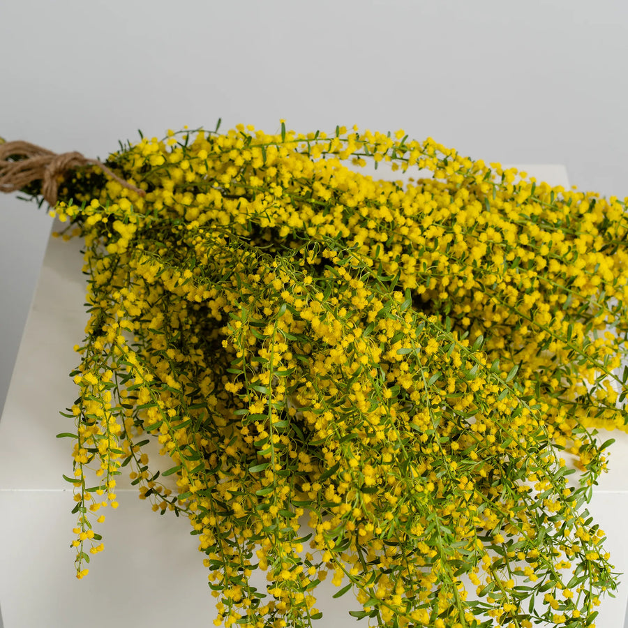 Golden Wattle