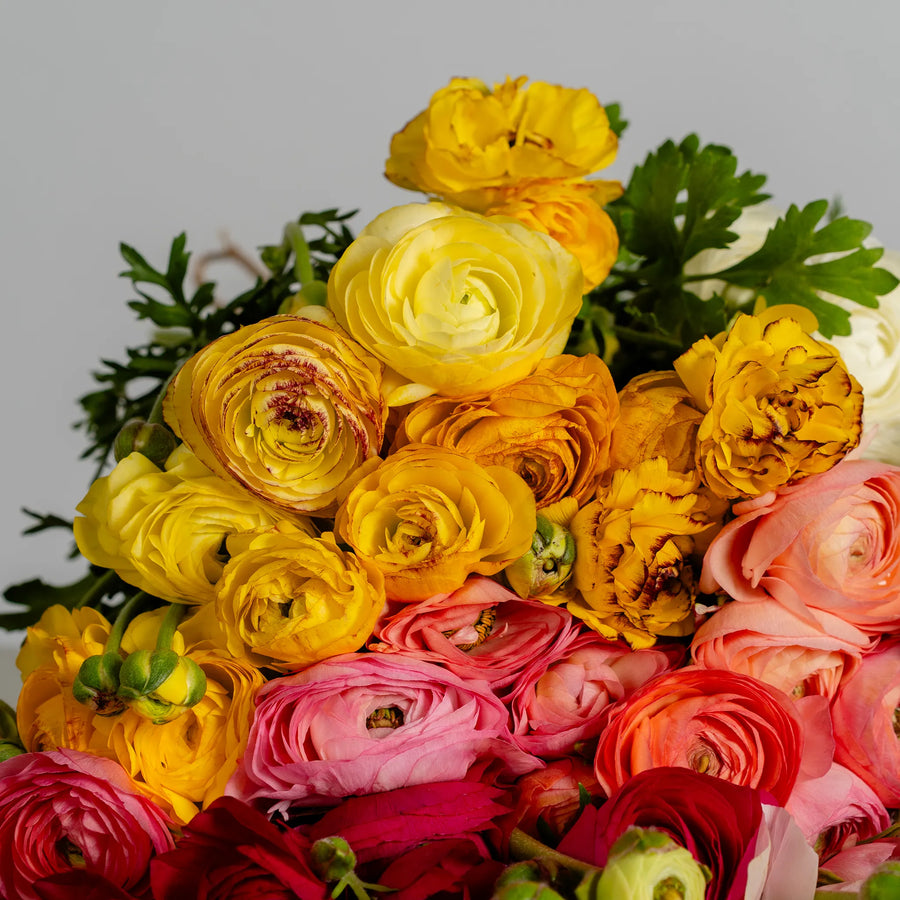 Ranunculus Reverie