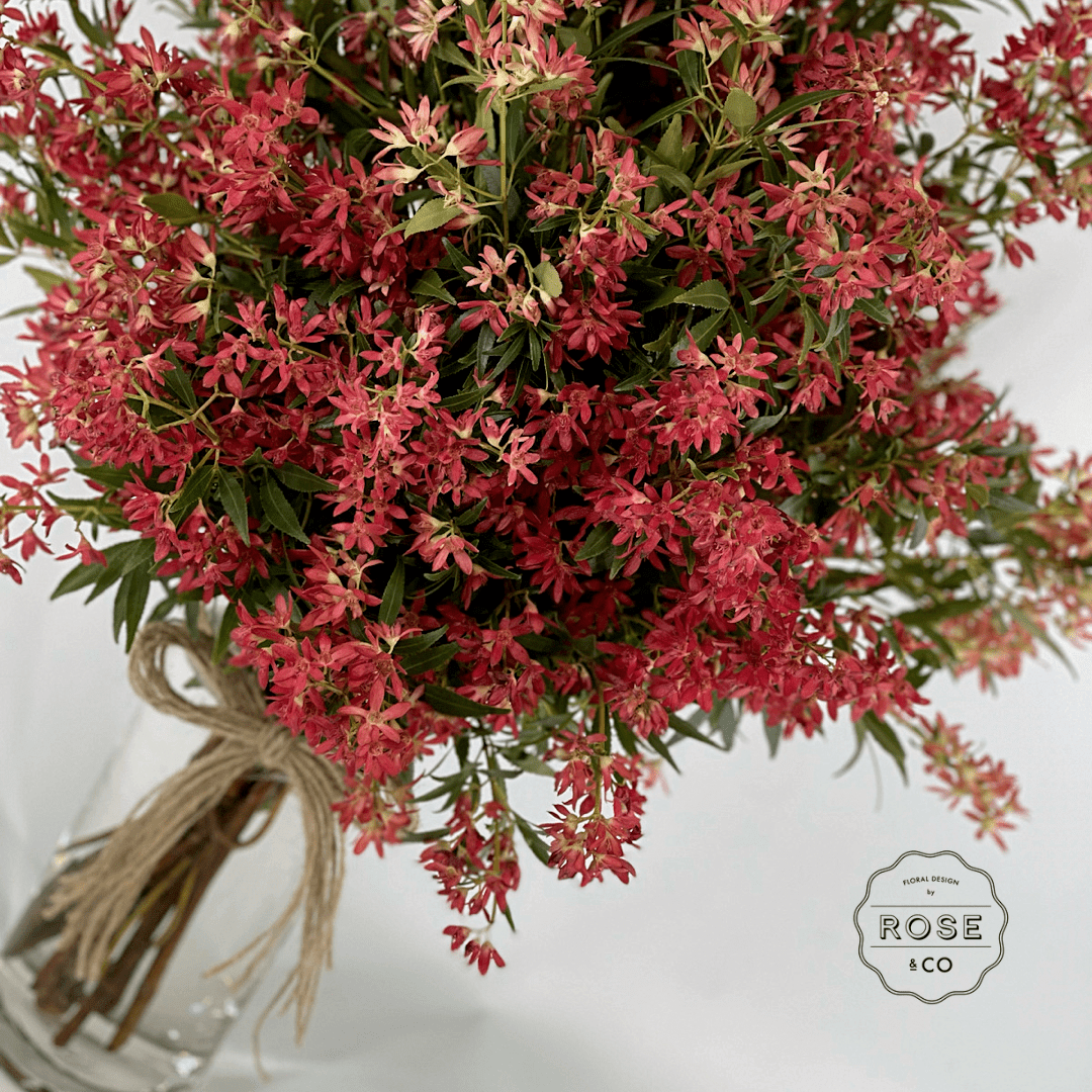 Christmas Bush - ROSE & CO