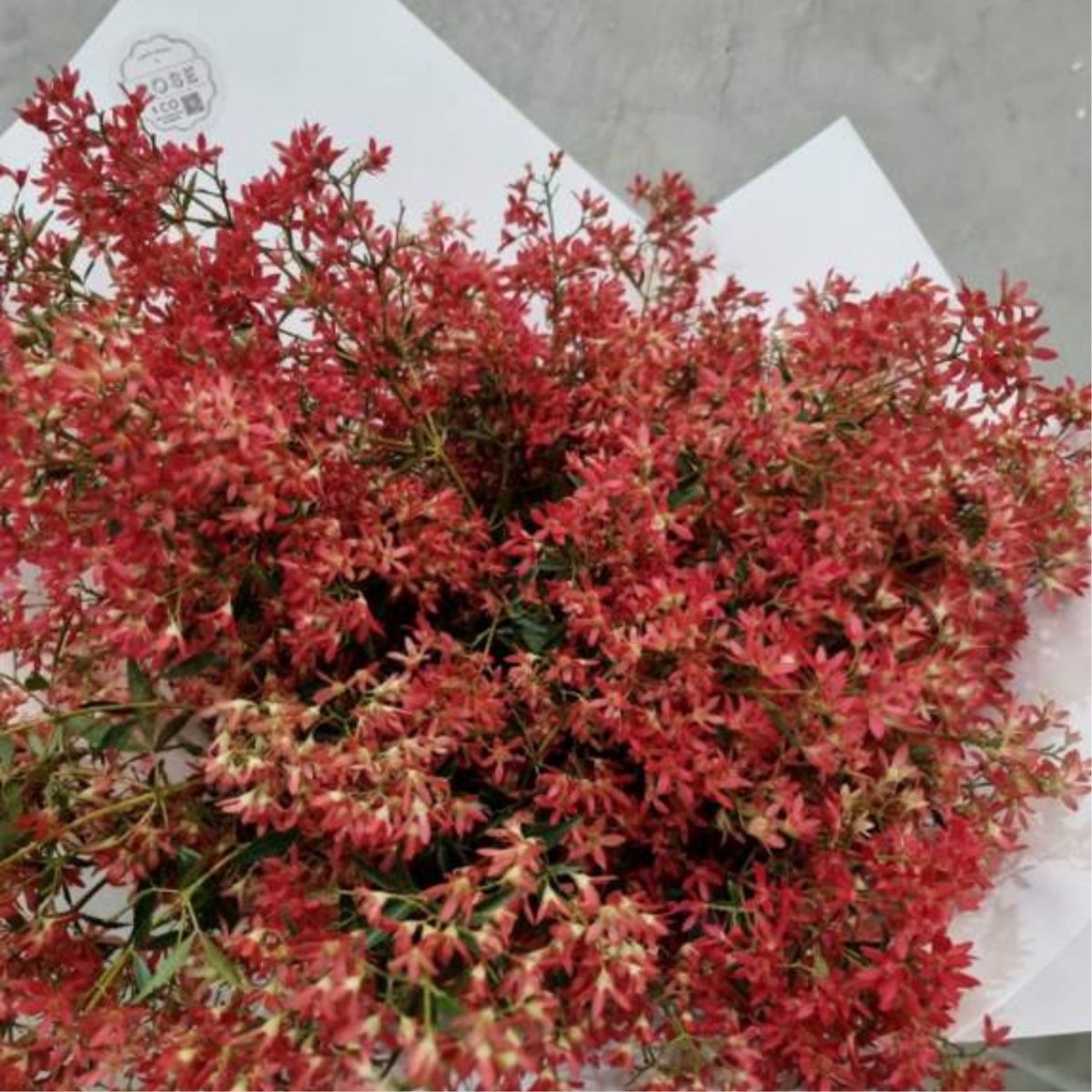 Christmas Bush - ROSE & CO