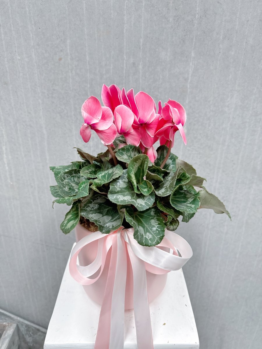 Pink Cyclamen Plant - ROSE &amp; CO