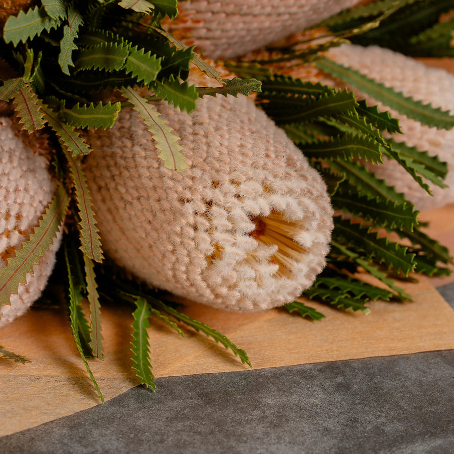 Banksia by the bunch