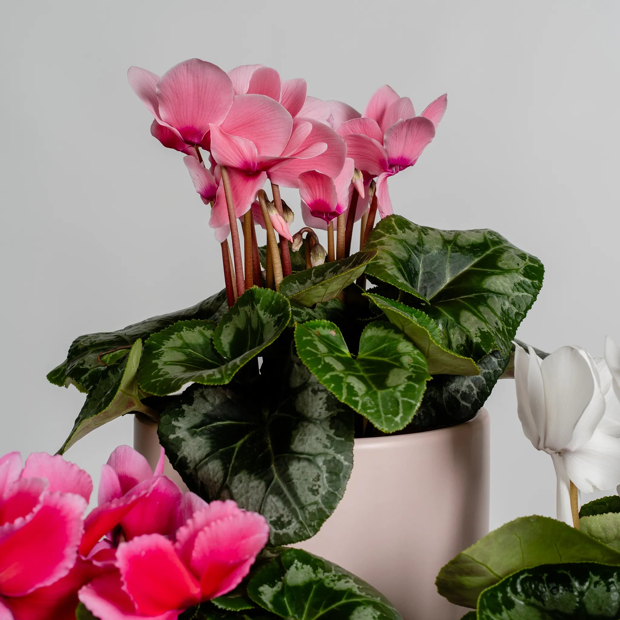 Cyclamen