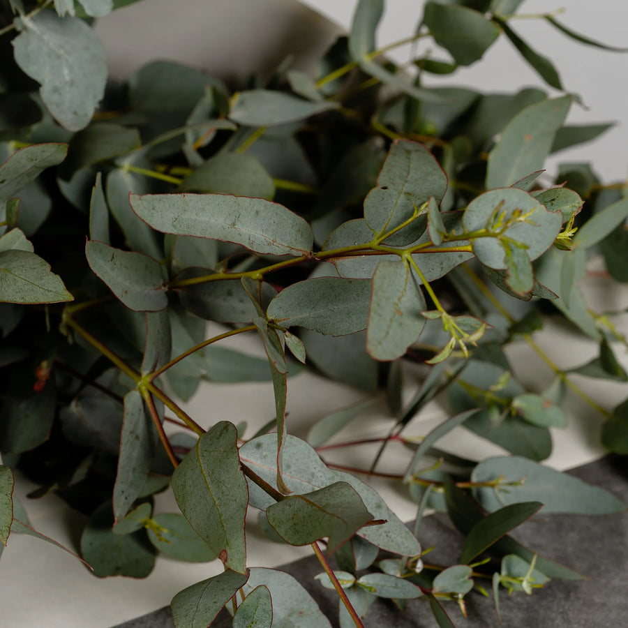 Eucalyptus