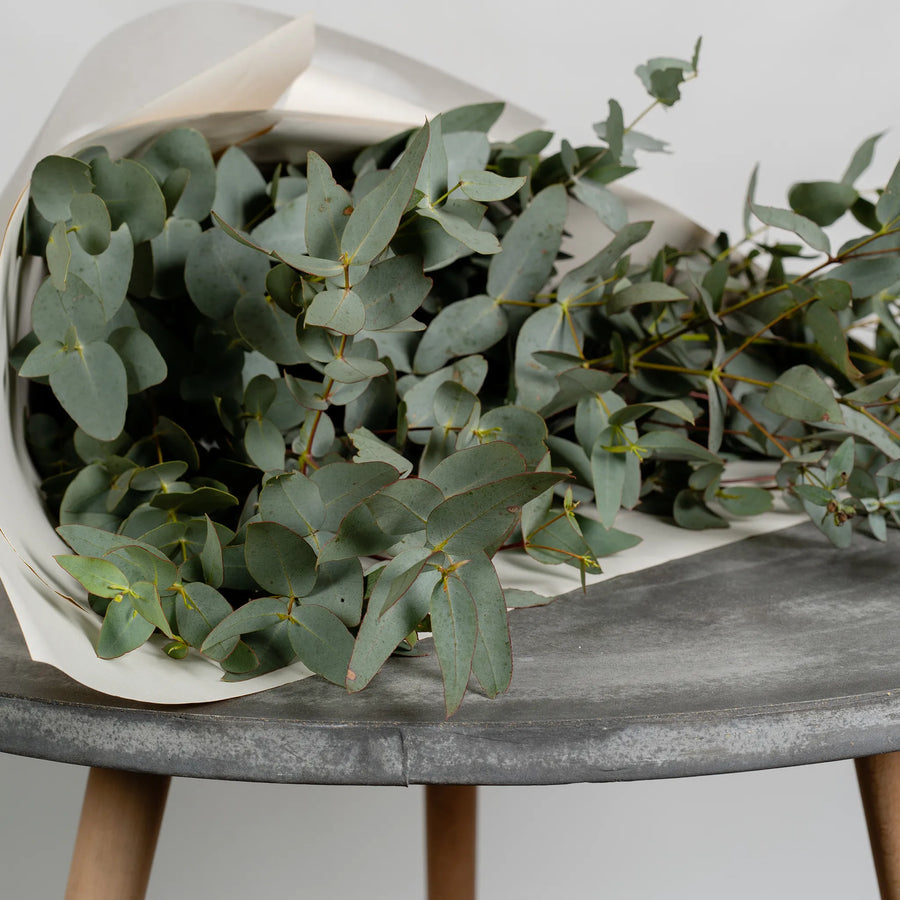Eucalyptus