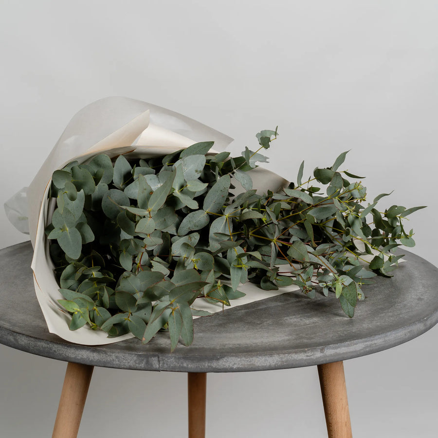 Eucalyptus