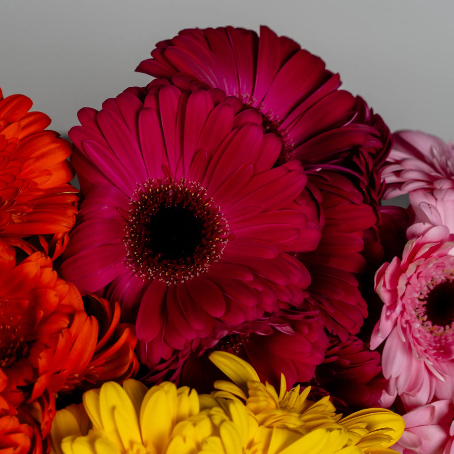 Gerbera Garden