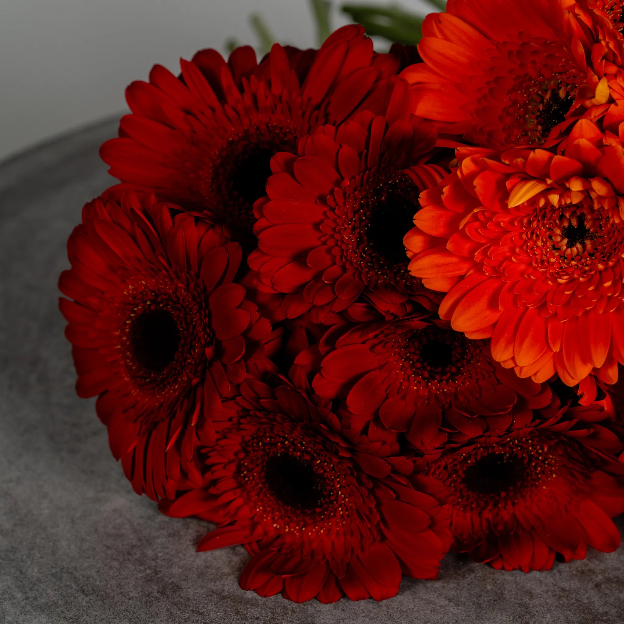 Gerbera Garden