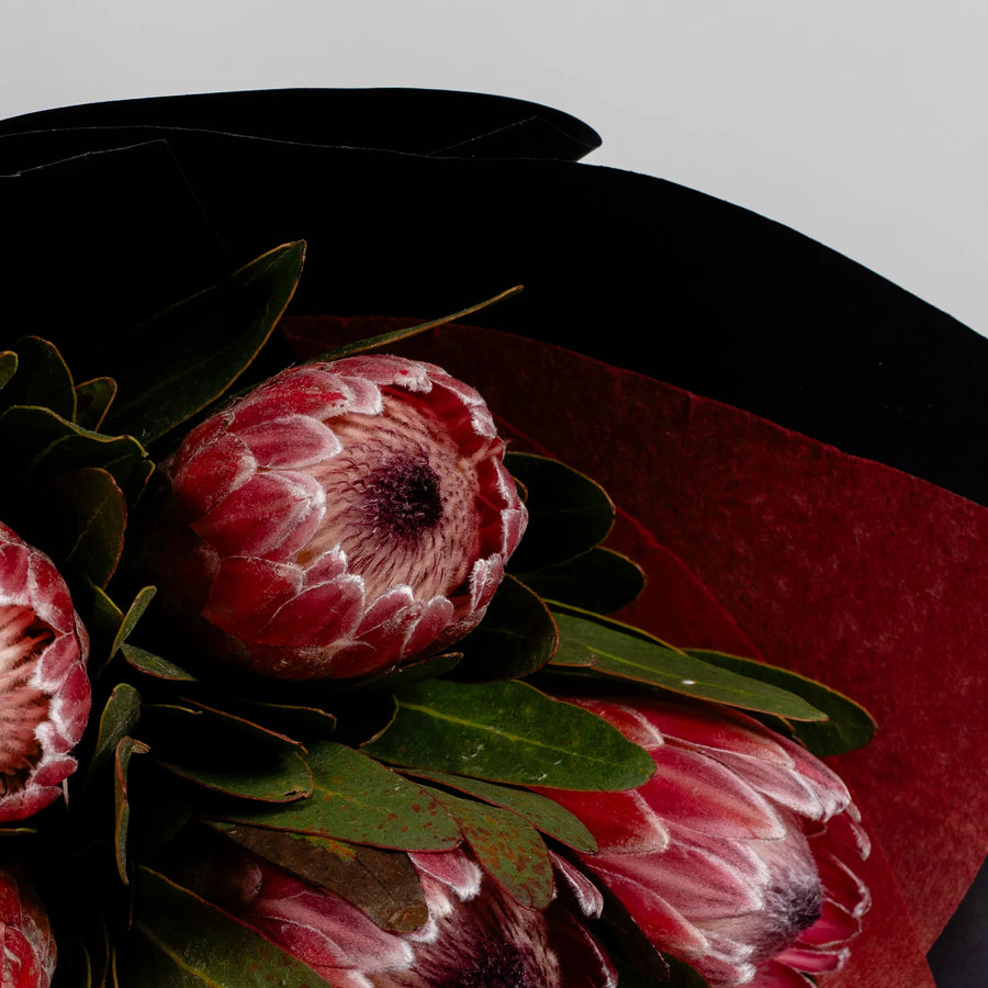 Pink Ice Proteas by the bunch