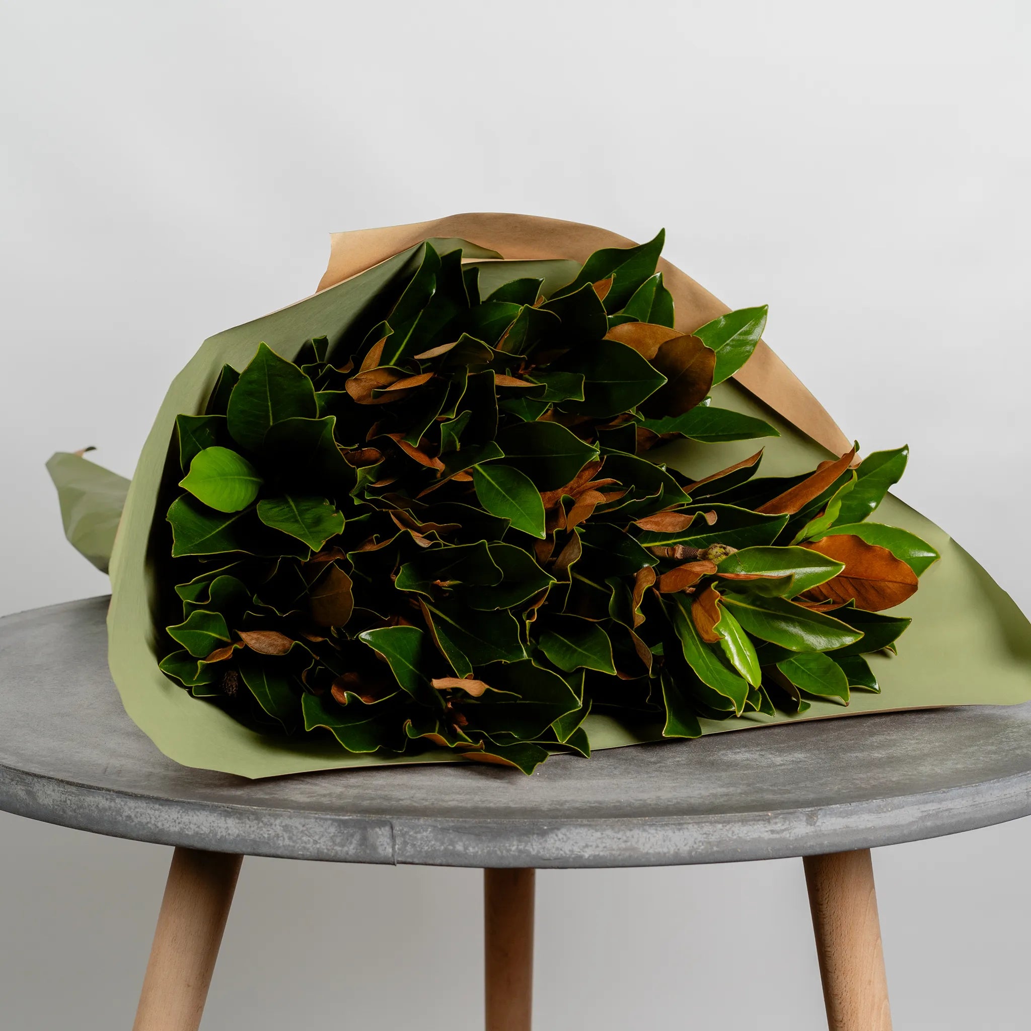 Magnolia Foliage