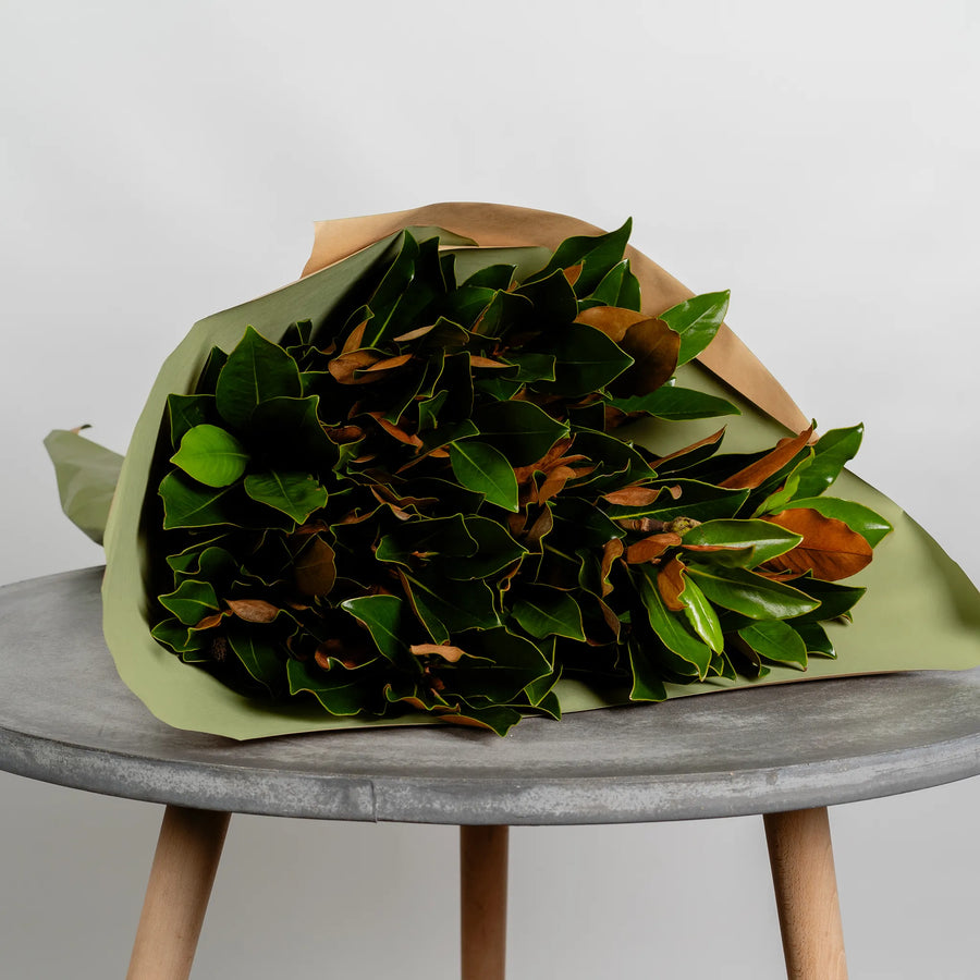 Magnolia Foliage