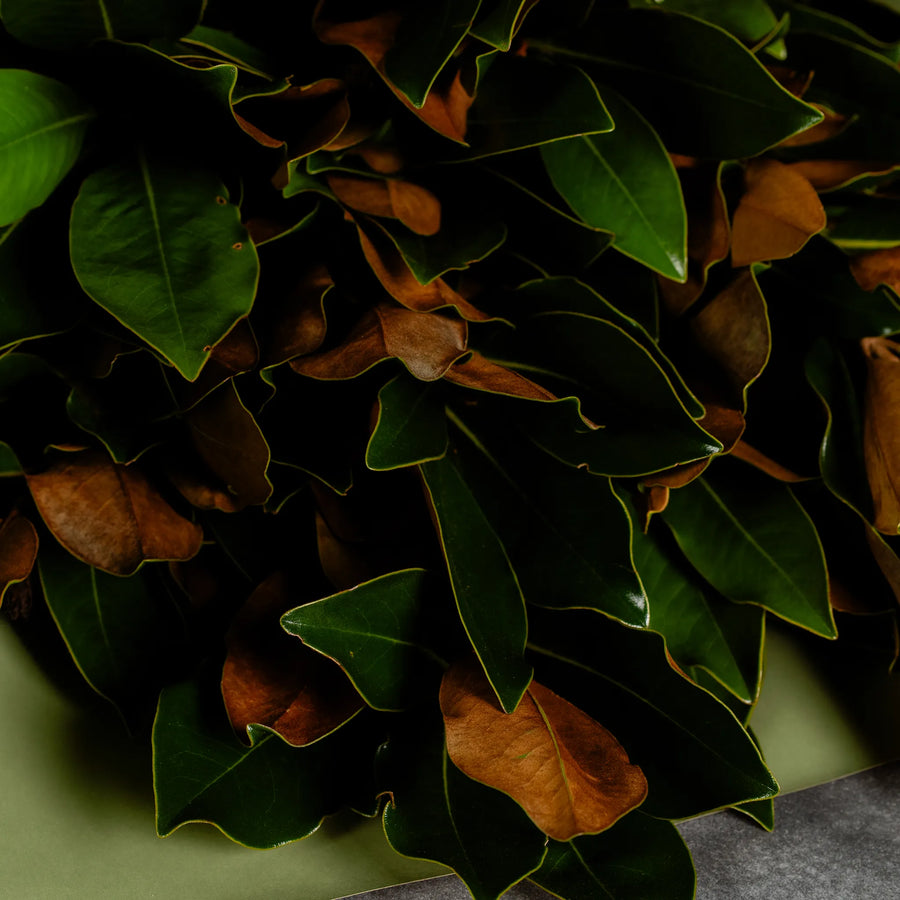 Magnolia Foliage