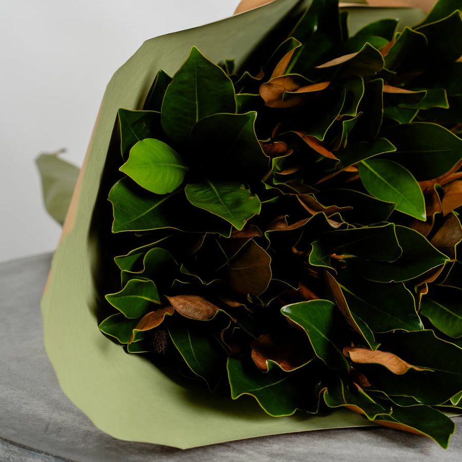 Magnolia Foliage