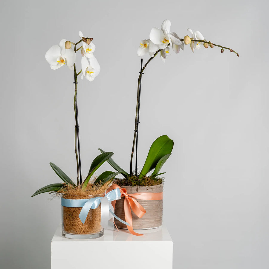 Phalaenopsis Orchids Plant