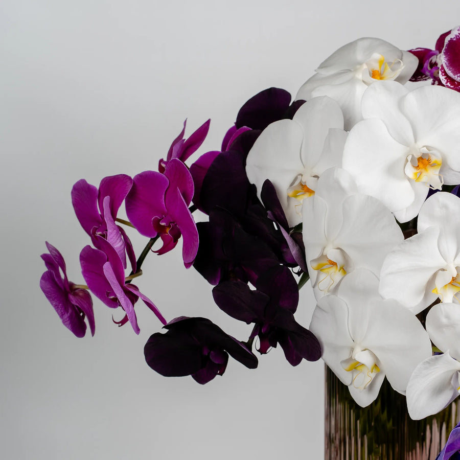 Phalaenopsis Orchids by the stem