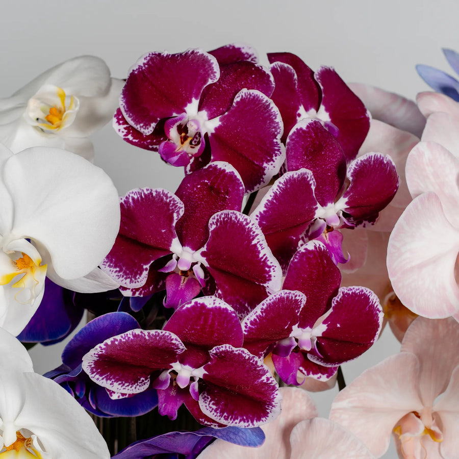 Phalaenopsis Orchids by the stem