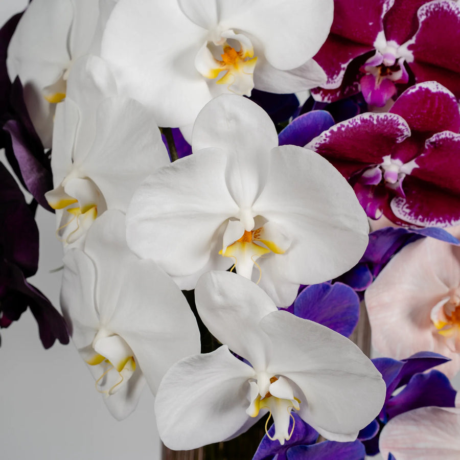Phalaenopsis Orchids by the stem