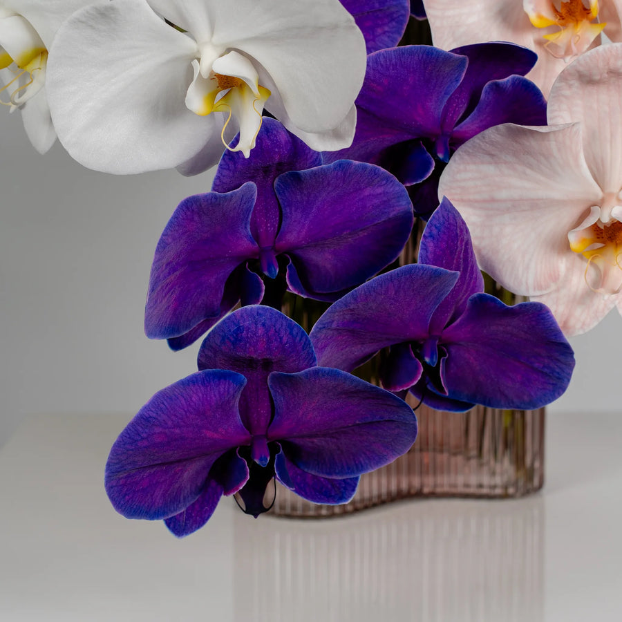 Phalaenopsis Orchids by the stem
