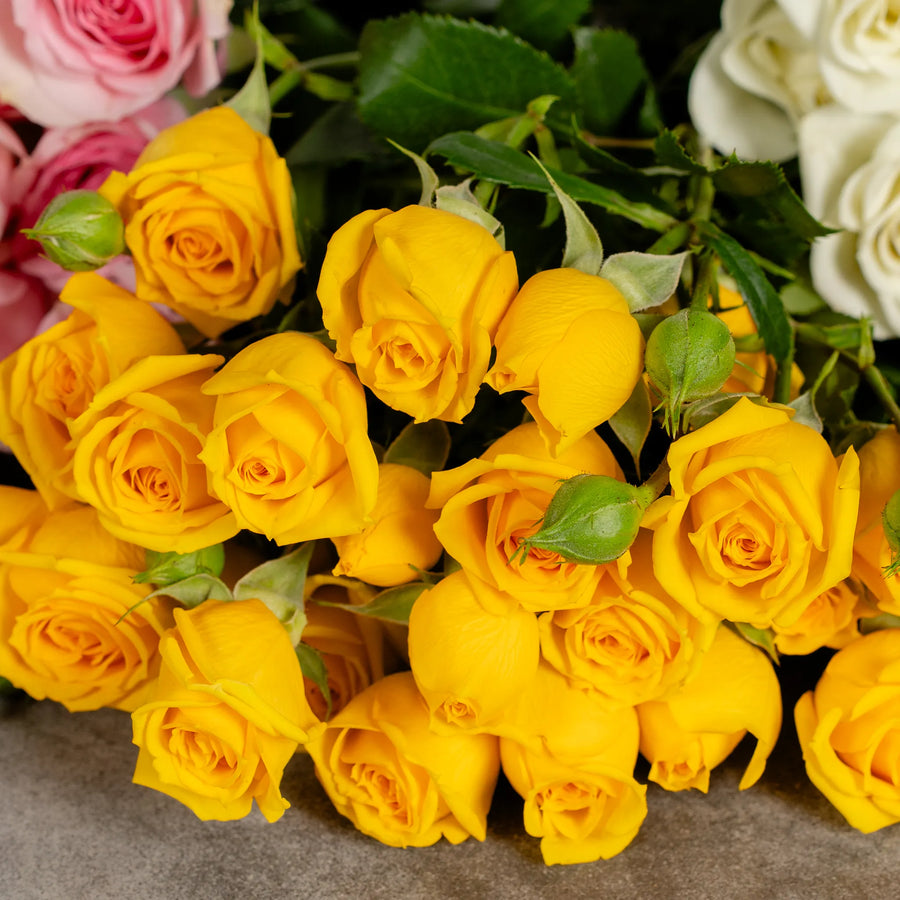 Spray Roses