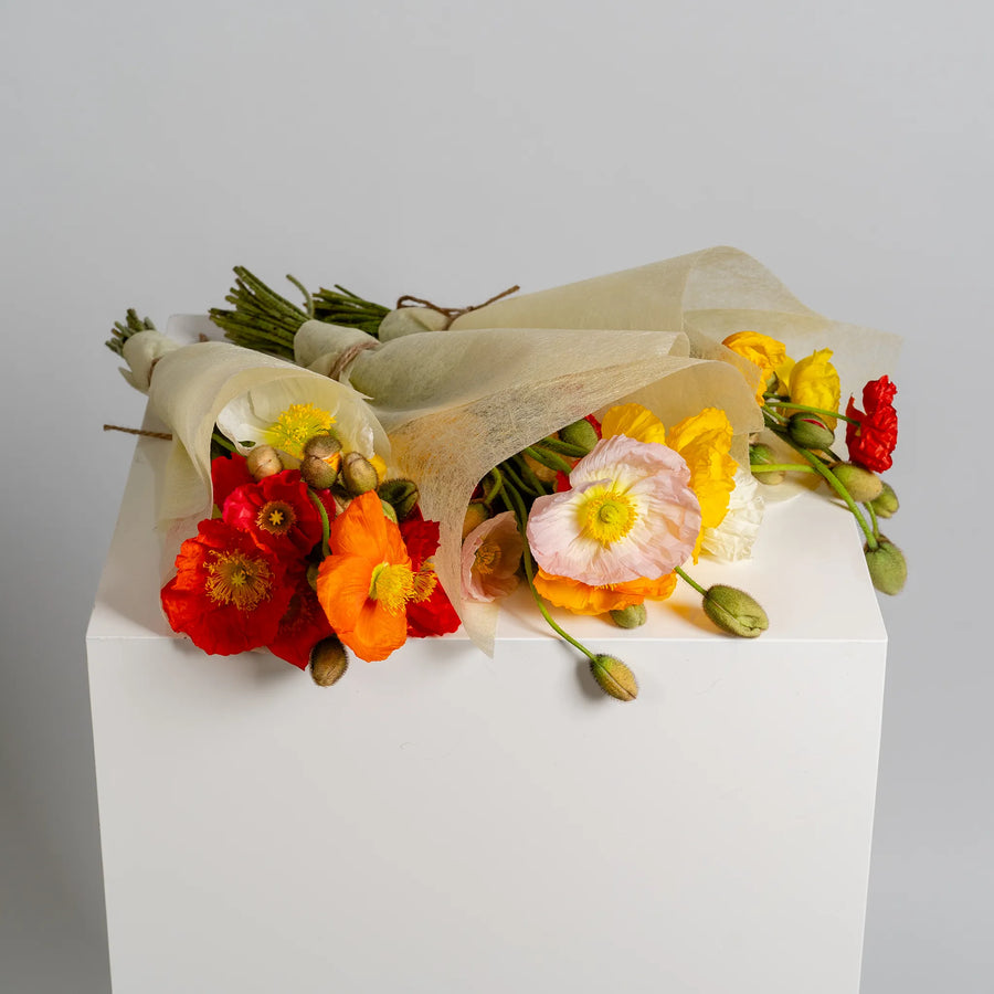 Poppy Perfection
