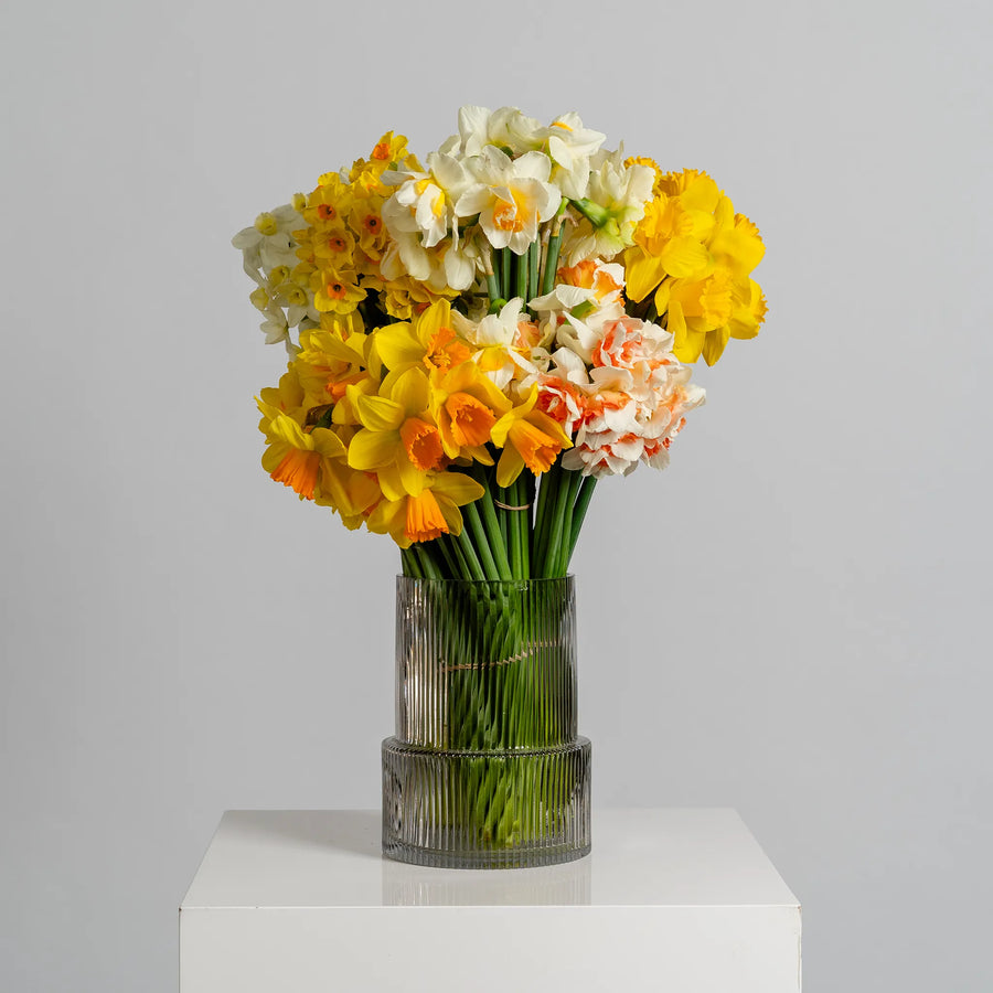Jonquil's and Daffodil's