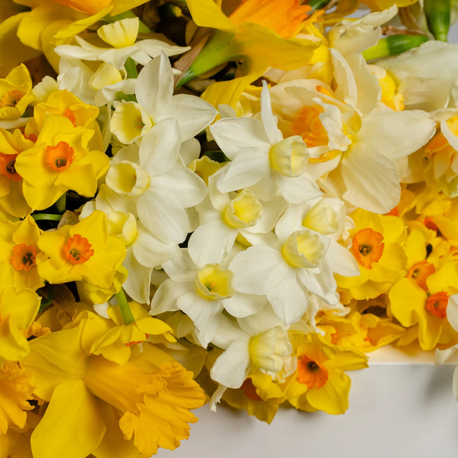 Jonquil's and Daffodil's