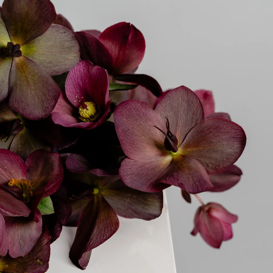Hellebores