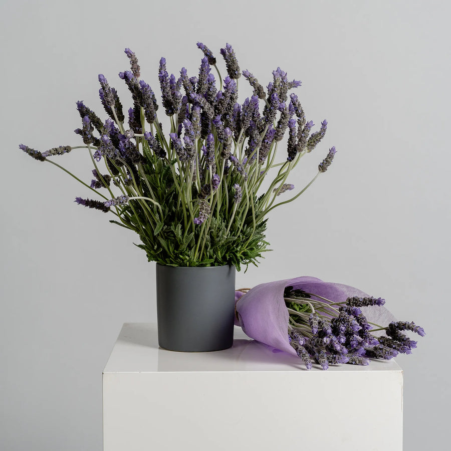 Lavender Lane