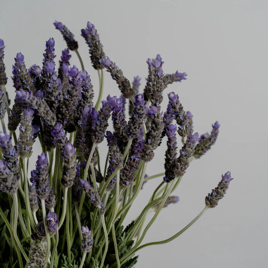 Lavender Lane