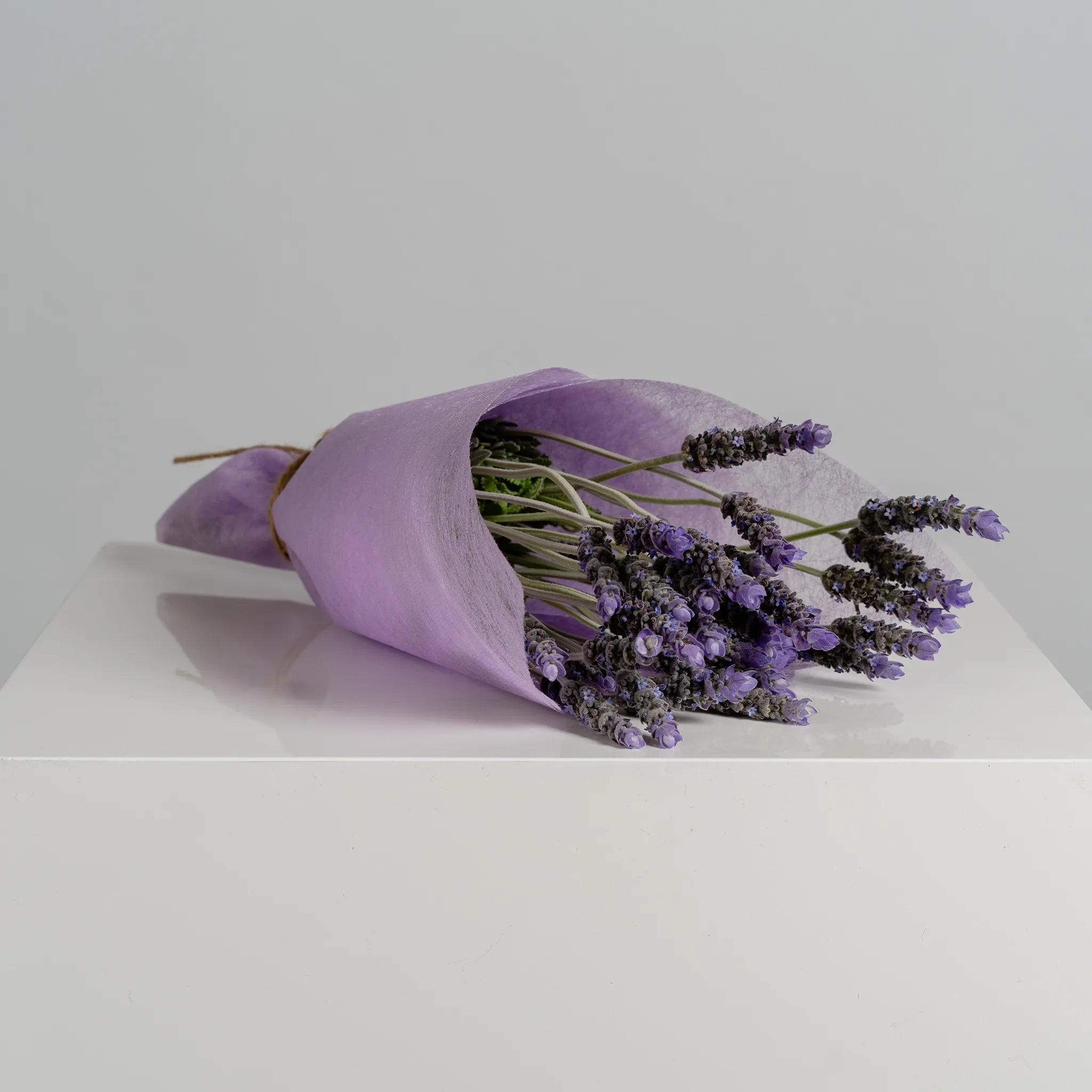 Lavender Lane